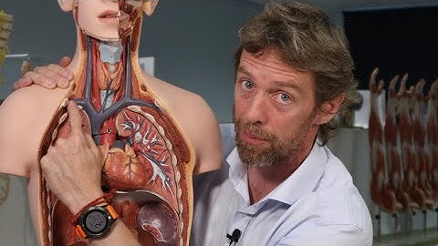 Inleiding tot cardiovasculaire anatomie