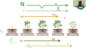 Tuber Crops Fertilization with Multicote™ Agri