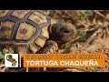 Paraguay Salvaje Especial: Tortuga chaqueña