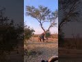 شاهد مدى قوة الفيل 
