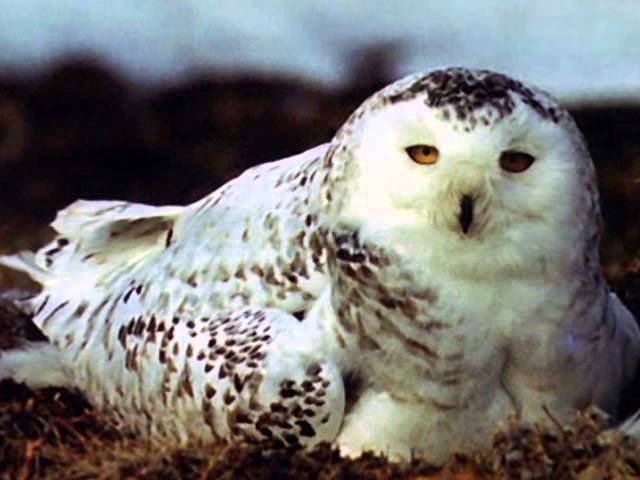 Растения и животные тундры