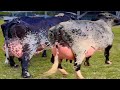 127 Kg Milking World Record Girlando Cow Semen || Full Information Of Girlando Cow