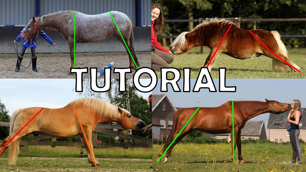 HOW TO TEACH YOUR HORSE THE PARKOUT (the split) YouTube