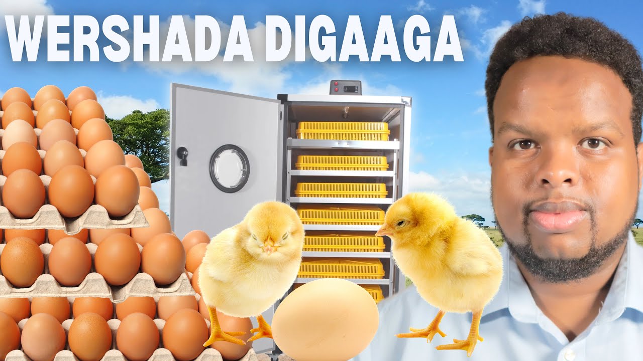 FURSAD BANAAN SHIRKAD DIGAAGA SOO SAARTA🐣🐥🇹🇷