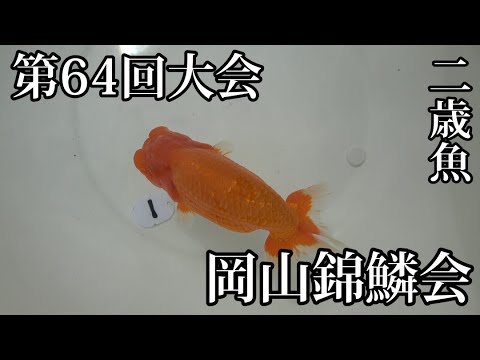 協会系らんちゅう　岡山筋　当歳魚 第64回大会 岡山錦鱗会 二歳役魚 - YouTube