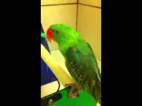 Nyah the great billed parrot gets a shower