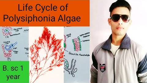 Life Cycle of Polysiphonia Algae