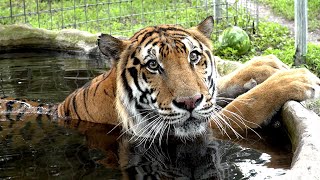 Tigers Of Big Cat Rescue