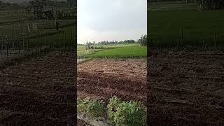 Dalam Masa Pangarapan Dari Sebagian Lahan Prkebunan Nyadi Suasana Persawaan Yg Sangat Asri Dn Subur