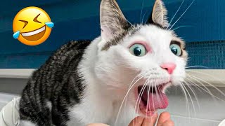Funniest Cat And Dog Videos 😅 - Best Funny Animals 😇