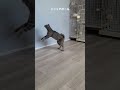 ニャッチボール #ソマリ #キジトラ #保護猫 #しぴこめ #しぴこめしゃんねる #ねこ #腎不全 #腎臓病 #尿路結石 #ソマリレッド #猫の暮らし