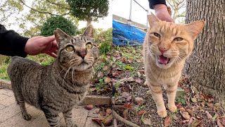 A tabby cat goes to protest against an orange cat that has invaded its territory.