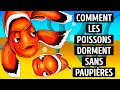 Pourquoi Les Poissons N’ont Pas De Paupières Et Comment Dorment-Ils ?