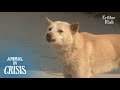 Missing Dog Found Injured By A Steel Wire Around His Neck Hates Humans Now | Animal in Crisis EP157