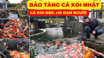 Thăm quan BẢO TÀNG CÁ KOI NHẬT | SÂN VƯỜN NHẬT ĐẸP và CÁ KOI ĐẸP, cực kì THÂN THIỆN