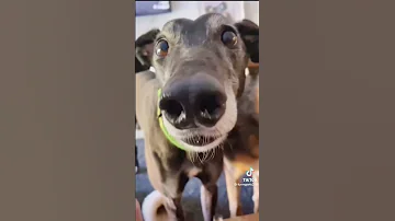 The funniest dog compilation you’ll see this week 🤣 #funny #funnydogs #funnyvideo #cutedogs