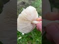 Found some mushrooms fungi  mushrooms spider