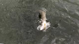 Юмагузинское водохранилище-щука_1(рыбалка на Юмагузинском водохранилище в начале сентября 2016 щука на 2.3 кг Воблер Deps - Balisong Minnow 130SP в процессе..., 2016-09-05T07:04:00.000Z)