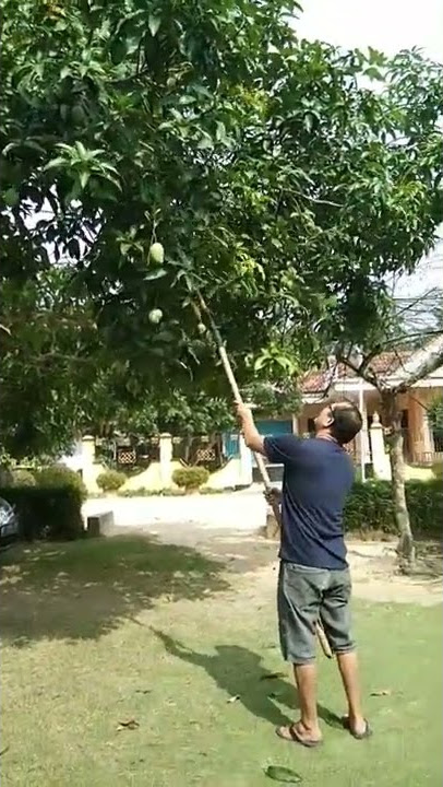 petik mangga#shorts #storywa