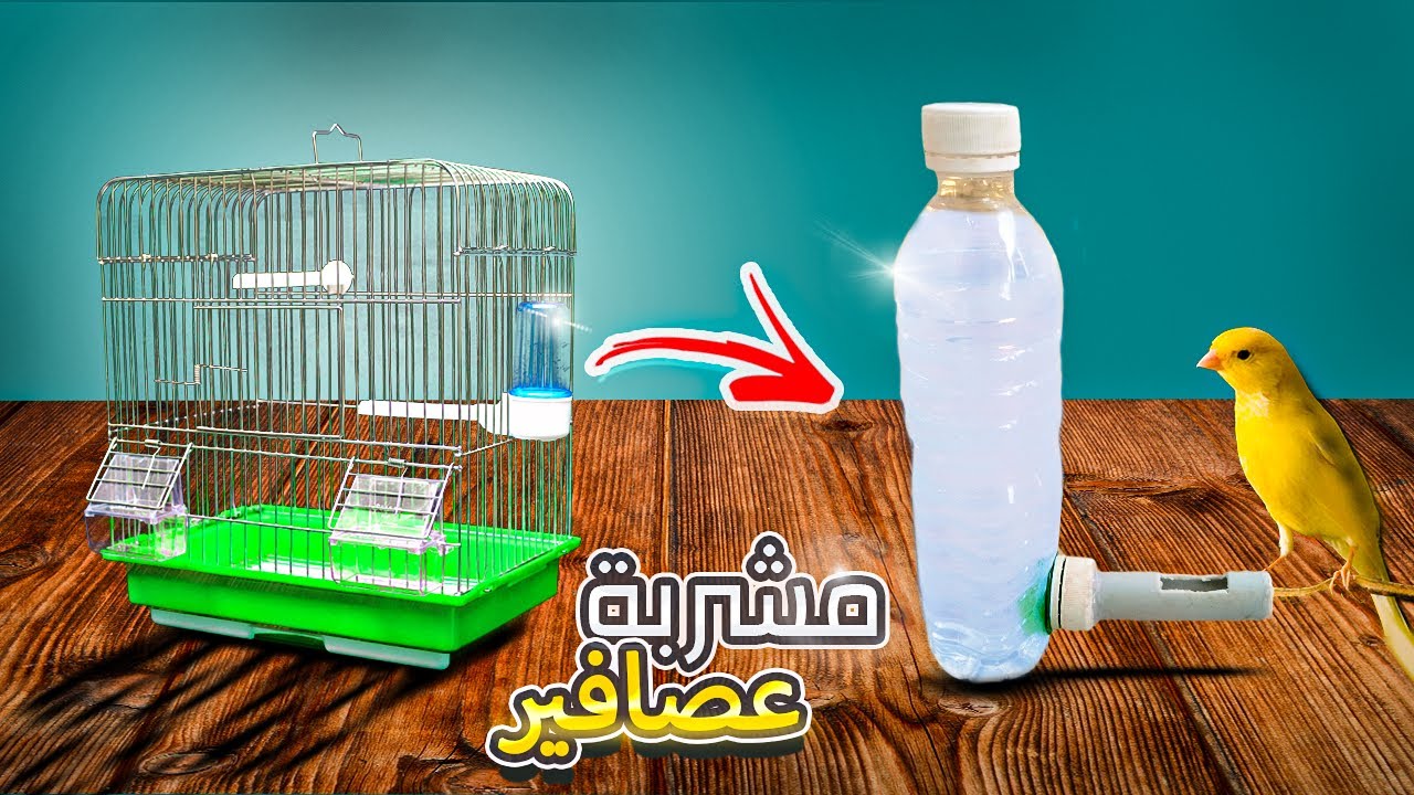 كيف تصنع مشربية عصافير القفص احترافية بنفسك  | How to make Bird water feeder