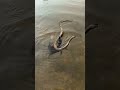 Cobra vs Crabs Rescue in Son River #viralvideofb #highlightseveryone