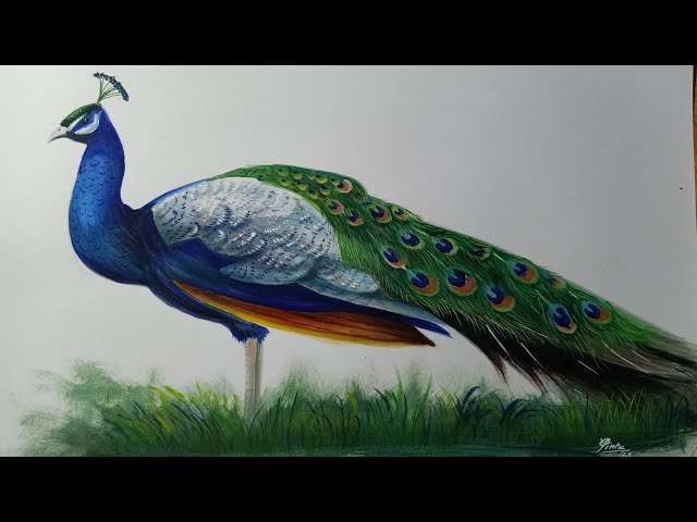 Peacock drawing hi-res stock photography and images - Alamy