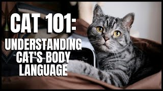 Famous Cat 101: Understanding Cats Body Language Profile