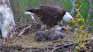 Little Miami Conservancy Bald Eagle 23.04.2024 19:29