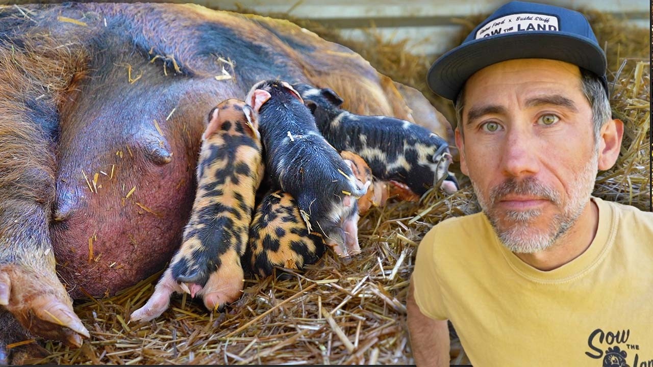 This Mama Pig Kept Pushing (Kune Kune Pig Birth & Delivery) - YouTube