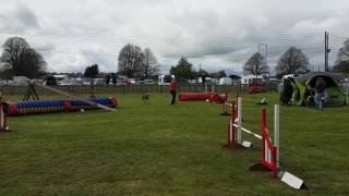 Alison & Zara Gr 1-3 Agility Tag Easter (Fri) 2017