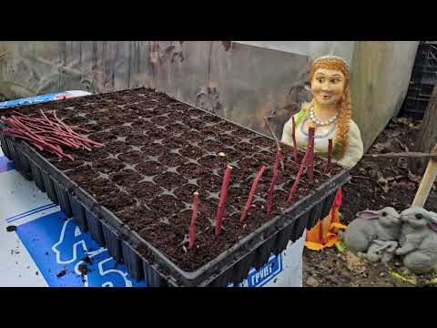 How to root blueberry cuttings. How to store cuttings.