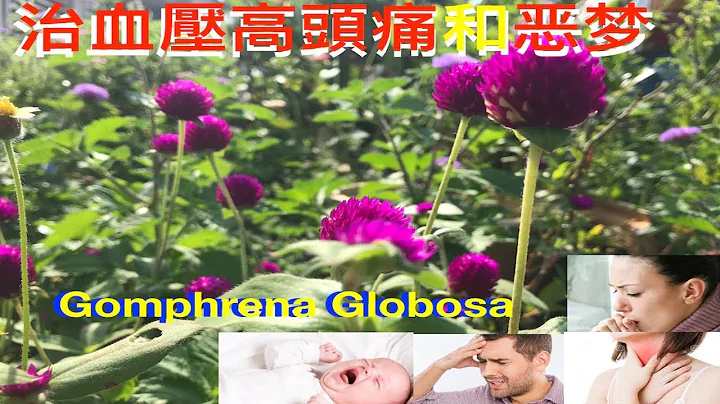 千日红-慢性支气管炎良药。Gomphrena globosa medicinal uses. Manfaat tumbuhan bunga kenop - 天天要闻