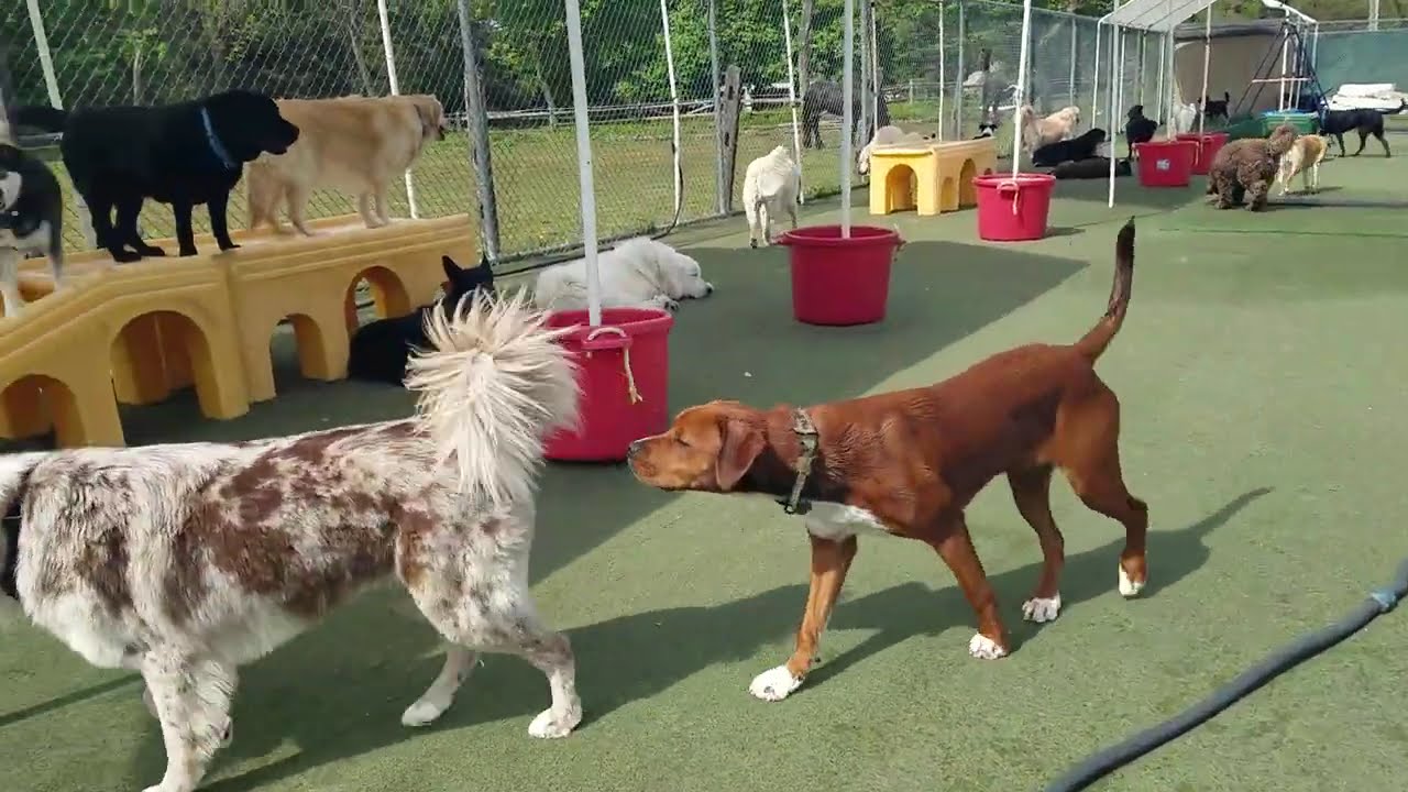 Playtime at Dogs On The Farm & Cats Too!