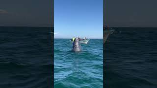 Gray Whale Loves Spy Hopping In San Ignacio Lagoon