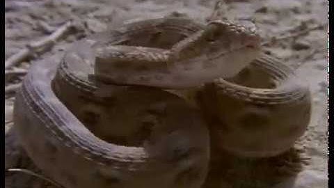 Kids Documentary - Leaping Lizards - Educational video about the Reptile Family for children