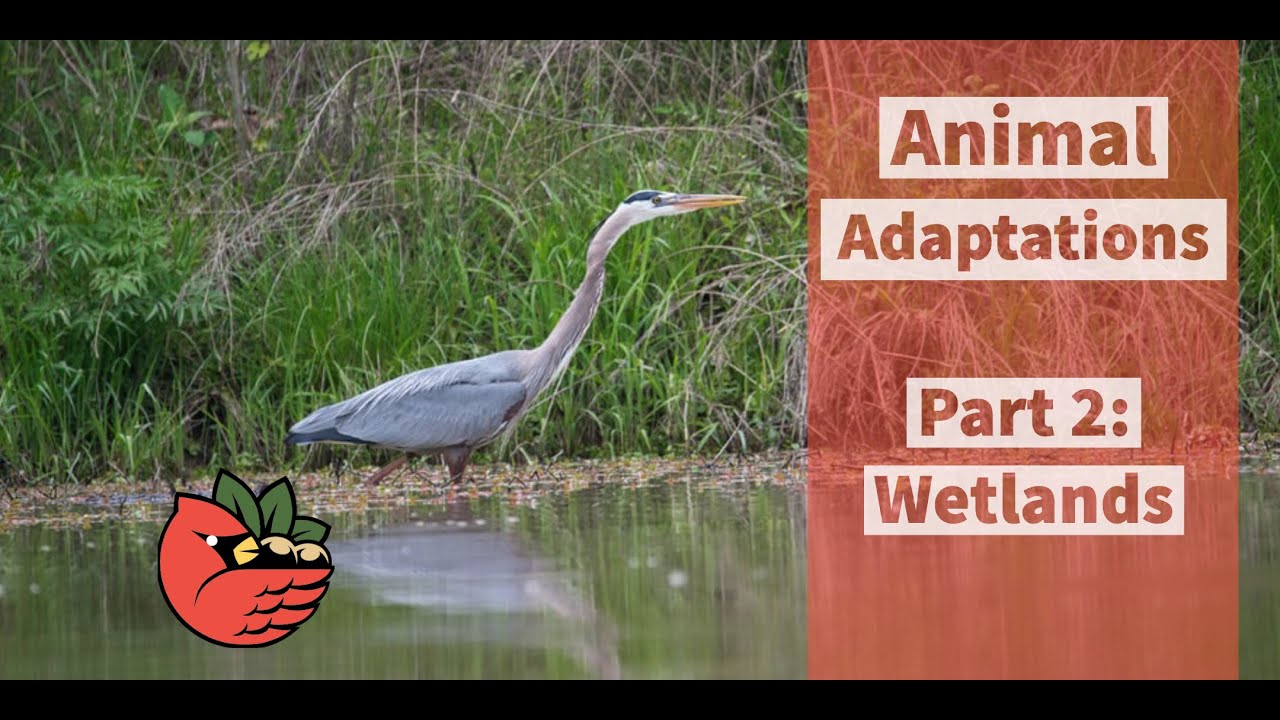 Animal Adaptations Part 2: Wetlands - YouTube