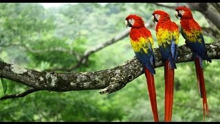 Scarlet Macaws  Costa Rica