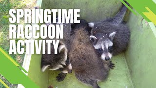 Exploring Spring Raccoon Activity With Skedaddle Humane Wildlife Control