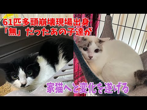 多頭崩壊出身の猫達が譲渡会に出られるまで成長しました