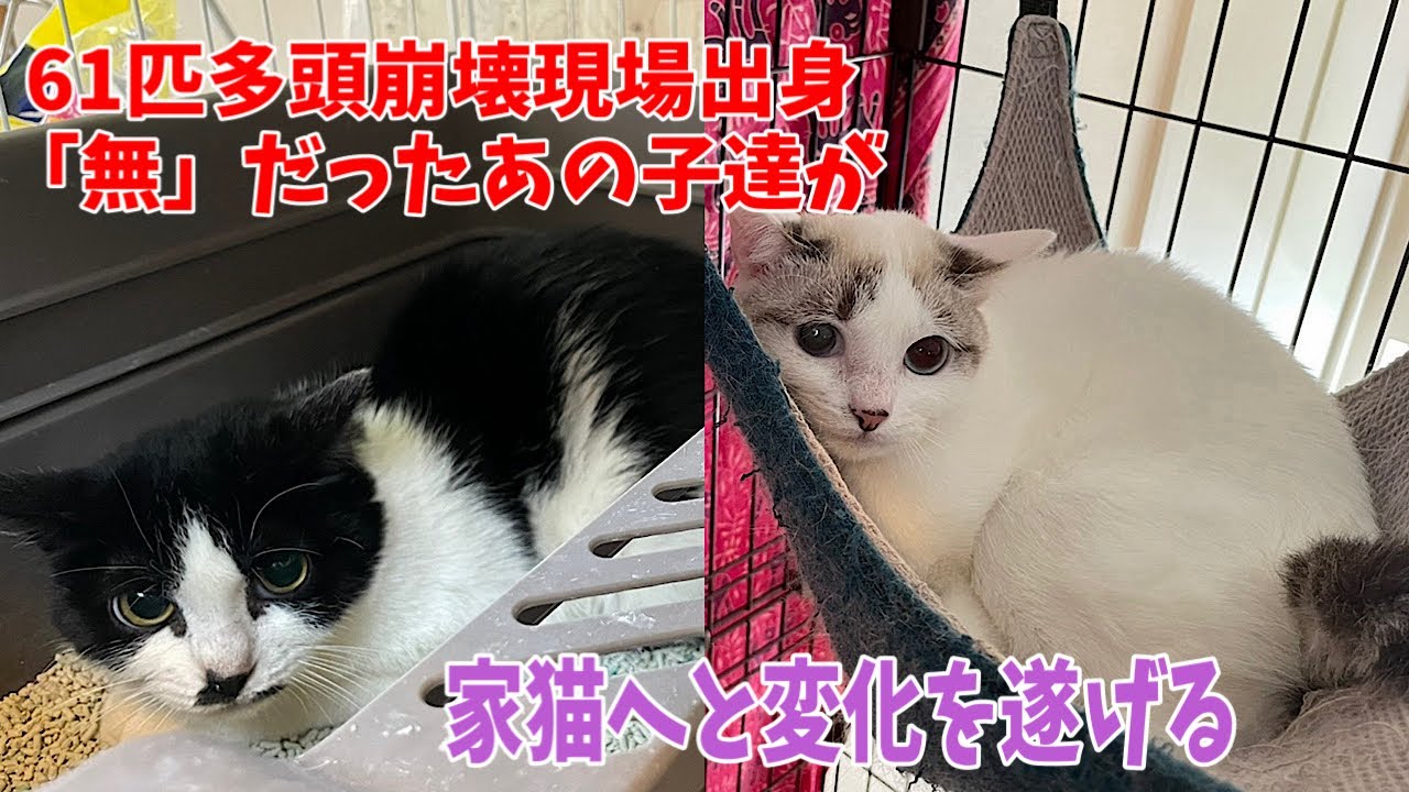 30day☆saving☆33枚猫 30day☆saving☆33枚猫 30day☆saving☆33枚猫【メーカー直営】