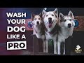 How To Bathe Your Siberian Husky + BEST TOOLS