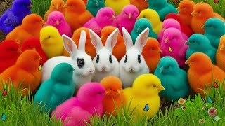 Tangkap Ayam Lucu, ayam warna warni, ayam rainbow, kelinci lucu, bebek lucu, ikan koi, Hewan Lucu