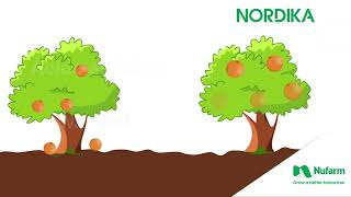 ¿Cultivos afectados por estrés hídrico NUFARM te presenta NORDIKA® que te puede ayudar.
