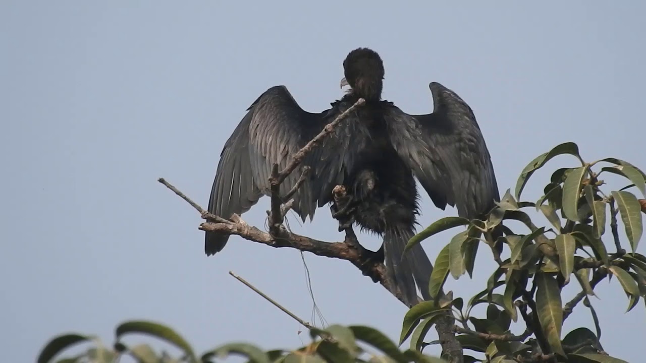 Little cormorant - A small Indian shag
