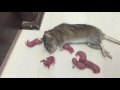 غريب عجيب  مواطن بحريني يعيش مع الفئران لن تصدق  اغرب