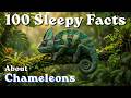 100 Sleepy Facts About Chameleons to Fall Asleep To — No Adverts