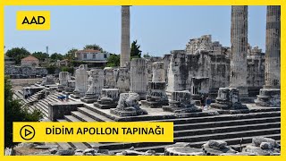 Di̇di̇m Apollon Tapinaği 