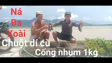 Săn Bắt Chuột Đồng Mùa Nước Nổi - Bắt được 2 con cống nhum 2kg.