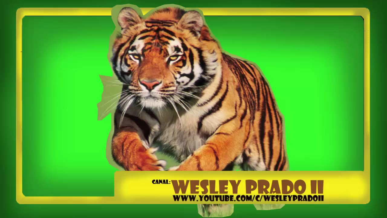 efeitos sonoros de tigre Sound effects of tiger YouTube
