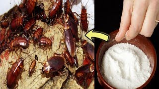 How to get rid of cockroaches fast in kitchen cabinets - with Natural home remedies